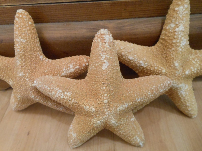 Op de afbeelding: Drie grote, bruinbeige zeesterren met een textuur en witte vlekken zijn gerangschikt op een licht houten oppervlak. De zeesterren staan in verschillende posities, sommige overlappen elkaar, wat een kust- of nautisch thema cre&euml;ert.