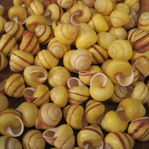 Yellow Land Snail Shells ( 12 ) - Coastal Home Decor - Seashells - Snail Shells - Craft Shells - Seashell Supply -Beach Wedding -Beach Decor