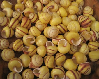 Yellow Land Snail Shells ( 12 ) - Coastal Home Decor - Seashells - Snail Shells - Craft Shells - Seashell Supply -Beach Wedding -Beach Decor