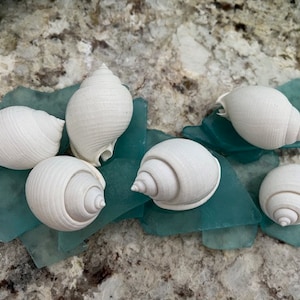 White Bonnet Shells (6 pcs) - Beach Decor - Seashells-  Seashell Supply - Beach Wedding - Craft Seashells - Coastal Home Decor -White Shells