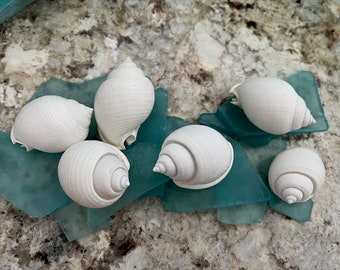 May include: A collection of six white seashells on a teal blue background. The shells are smooth and have a spiral pattern.