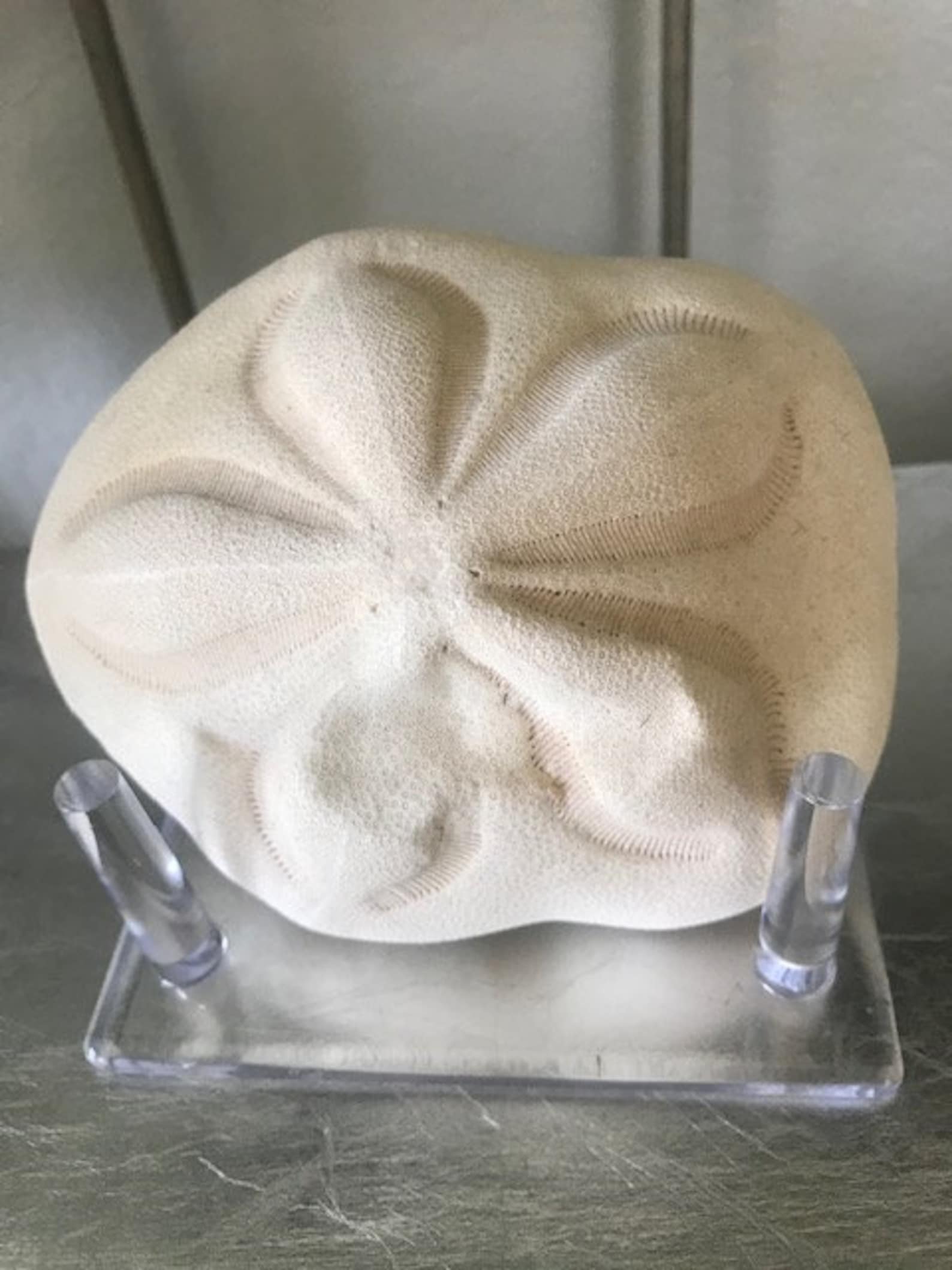 Beach Decor Seashell Stand Large and Small Display Stands | Etsy