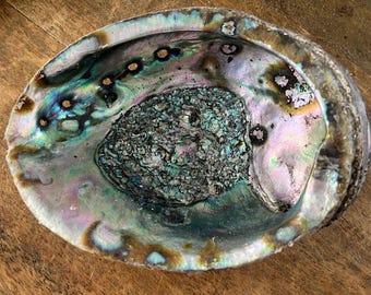 アワビの貝殻 虹色 インテリア 天然装飾品 約22cm×17cm アワビの貝殻 虹色 インテリア 天然装飾品 約22cm×17cm
