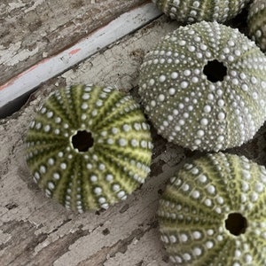 Beach Decor Mexican Green Sea Urchins 4 PC Seashells Coastal home decor Seashell Supply Natural Sea Urchins Green Urchins image 3