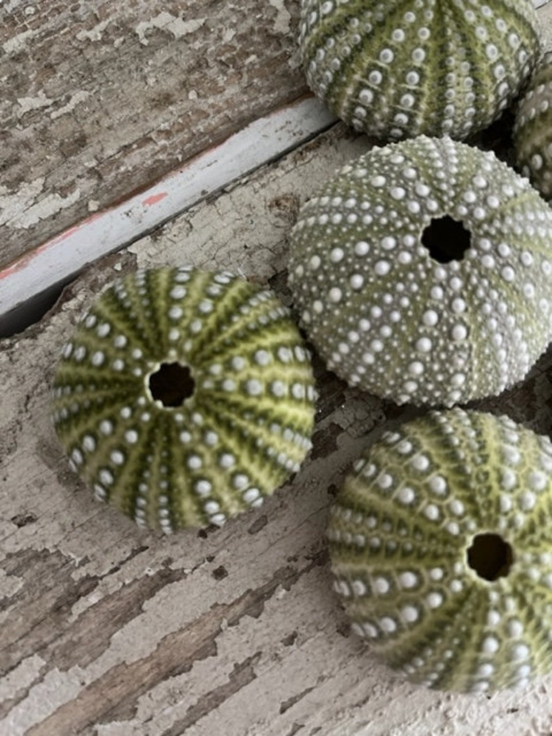 Beach Decor Mexican Green Sea Urchins 4 PC Seashells Coastal home decor Seashell Supply Natural Sea Urchins Green Urchins image 3