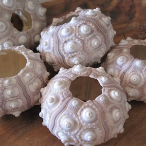 Sputnik Sea Urchins (2 PC) - Natural Seashells - Craft Seashells - Coastal home decor - Seashell Supply - Purple Urchins - Air Plant Shell