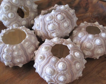 May include: Five white sea urchin shells with a hole in the center. The shells have a textured surface with small bumps and ridges.