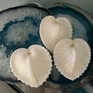 Heart Cockle Seashells 3 Seashells Seashell craft supply Beach Wedding Coastal Home Decor Delicate Seashells Beach Home Decor image 10