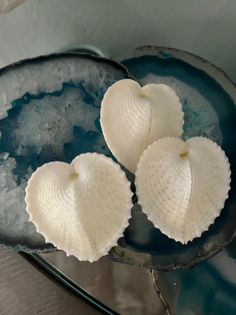 Heart Cockle Seashells 3 Seashells Seashell craft supply Beach Wedding Coastal Home Decor Delicate Seashells Beach Home Decor image 10