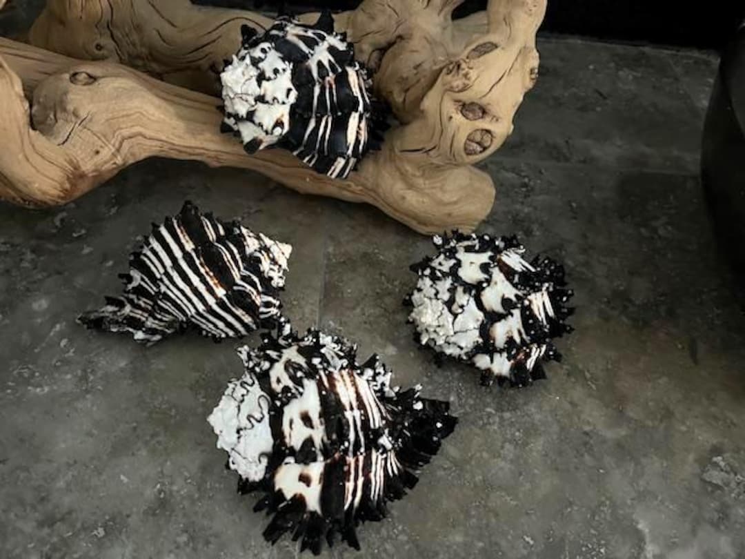 Natural Lg Black Murex Shell - Spiky Seashell for Coastal Decor
