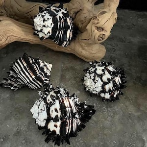 Natural Lg Black Murex Shell - Spiky Seashell for Coastal Decor - Air Plant Holder -Beach Theme Display Shell -Coastal Home Decor-Seashells