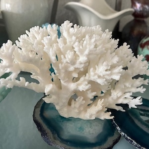 Puede incluir: Rama de coral blanco sobre una rodaja de &aacute;gata azul verdosa. El coral es una forma natural y org&aacute;nica con muchas ramas y detalles delicados. La rodaja de &aacute;gata es una piedra lisa y pulida con un patr&oacute;n de remolino.
