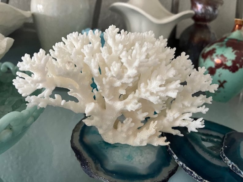 Puede incluir: Rama de coral blanco sobre una rodaja de &aacute;gata azul verdosa. El coral es una forma natural y org&aacute;nica con muchas ramas y detalles delicados. La rodaja de &aacute;gata es una piedra lisa y pulida con un patr&oacute;n de remolino.