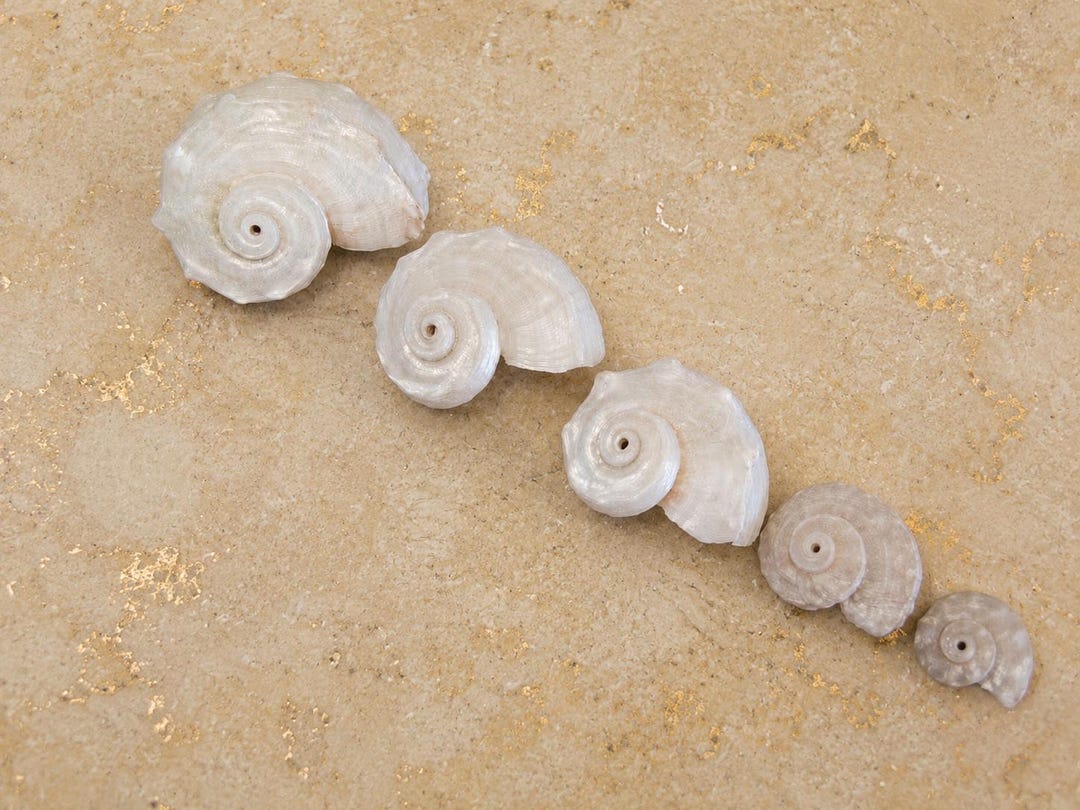 Delphinula Shell Pearl Delphinula Shells - (6 PC) - Delphinula Shells - Creamy Polished ...