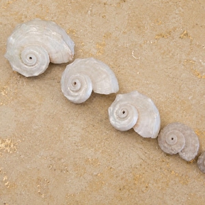 Pearl Delphinula Shells - (6 PC) - Delphinula Shells - Creamy Polished Shells - Beach Wedding - Craft Seashells - Coastal Home Decor