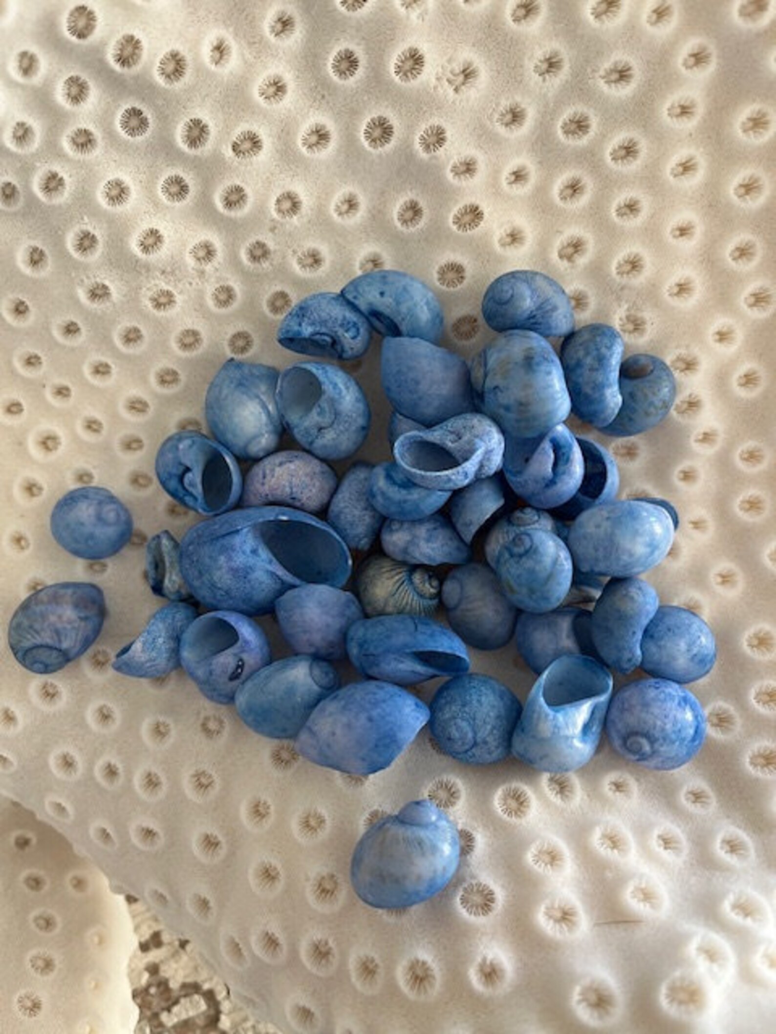 Blue Square Shells Dark Blue Dyed Bubble Shells (25 Pcs) - Craft Shells - Coastal Home ...
