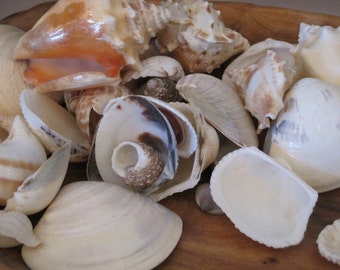 May include: A collection of seashells in various shapes, sizes, and colors, including white, brown, and orange. The shells are arranged on a wooden surface.