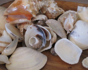 Indian Ocean Beach Mix  - Large Size Assorted Shells - Coastal Home Decor - Seashells - Seashell Supply - Beach Wedding