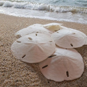 May include: A cluster of white sand dollars rests on a sandy beach, with the ocean and waves in the background. The sand dollars have a star-like pattern and several small holes.