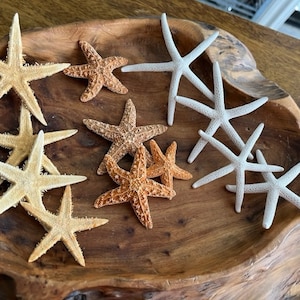 Mini Starfish Collection (12 PC) - Mini White Starfish - Sugar  Starfish - Tan Starfish- Natural Seashells - Coastal - Seashell Supply