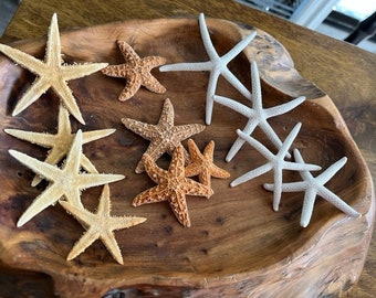 Mini Starfish Collection (12 PC) - Mini White Starfish - Sugar  Starfish - Tan Starfish- Natural Seashells - Coastal - Seashell Supply