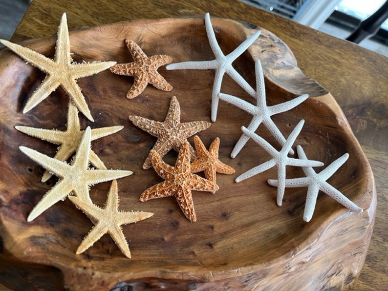 Mini Starfish Collection 12 PC Mini White Starfish Sugar Starfish Tan Starfish Natural Seashells Coastal Seashell Supply image 1