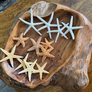 Mini Starfish Collection 12 PC Mini White Starfish Sugar Starfish Tan Starfish Natural Seashells Coastal Seashell Supply image 6