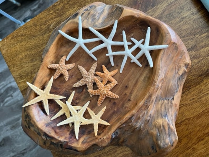 Mini Starfish Collection 12 PC Mini White Starfish Sugar Starfish Tan Starfish Natural Seashells Coastal Seashell Supply image 6