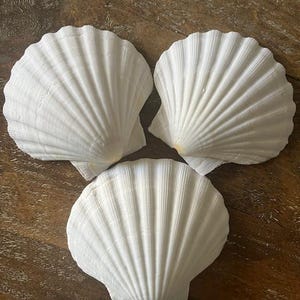 May include: Three white scallop shells with textured, fan-like ridges are arranged on a wooden surface. The shells are a creamy white color and have a natural, organic appearance. The shells are a decorative item.
