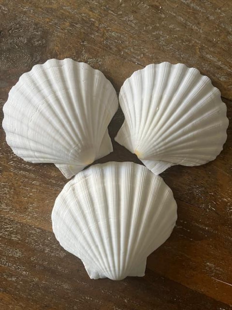 May include: Three white scallop shells with textured, fan-like ridges are arranged on a wooden surface. The shells are a creamy white color and have a natural, organic appearance. The shells are a decorative item.