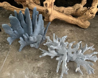 Beach Decor Blue Ridge Coral - Specimen Coral - Seashells - Beach Decor - Coastal Home Decor - Natural Coral - Shells - Centerpiece