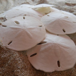 10 Medium Sand Dollars - Mini Sand Dollars - Seashell Supply - Seashells - Seashell craft supply - Beach Wedding