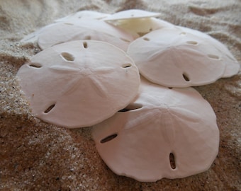 10 Medium Sand Dollars - Mini Sand Dollars - Seashell Supply - Seashells - Seashell craft supply - Beach Wedding