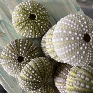 Beach Decor Mexican Green Sea Urchins 4 PC Seashells Coastal home decor Seashell Supply Natural Sea Urchins Green Urchins image 9