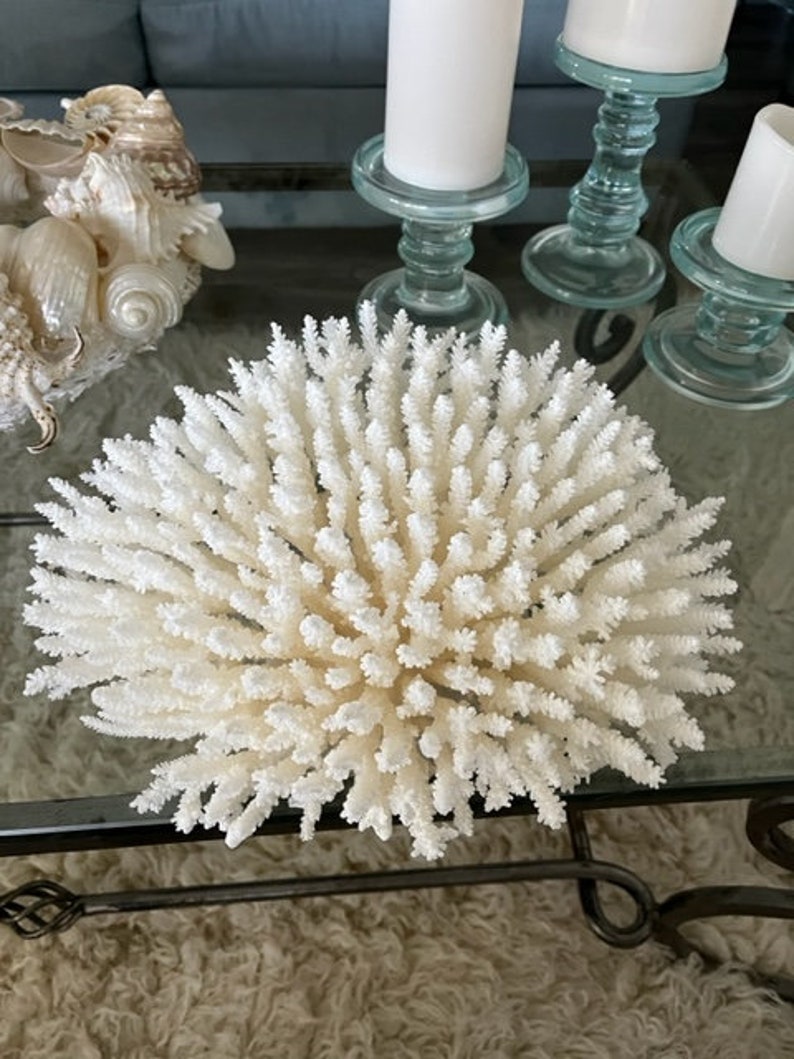 Beach Decor Table Coral Coral Seashells Beach Decor Etsy