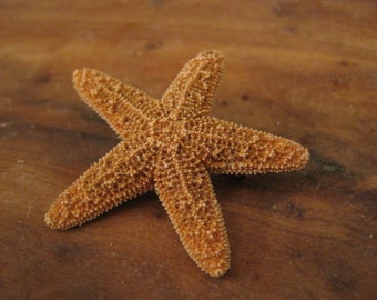 Small Sugar Starfish Boutonniere - Beach Wedding - Groom Accessories - Best Man - Boutonnieres - Starfish Boutonniere - Groomsmen Attire