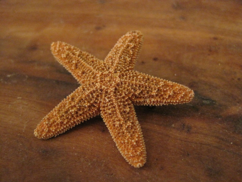 Small Sugar Starfish Boutonniere Beach Wedding Groom Accessories Best Man Boutonnieres Starfish Boutonniere Groomsmen Attire image 1