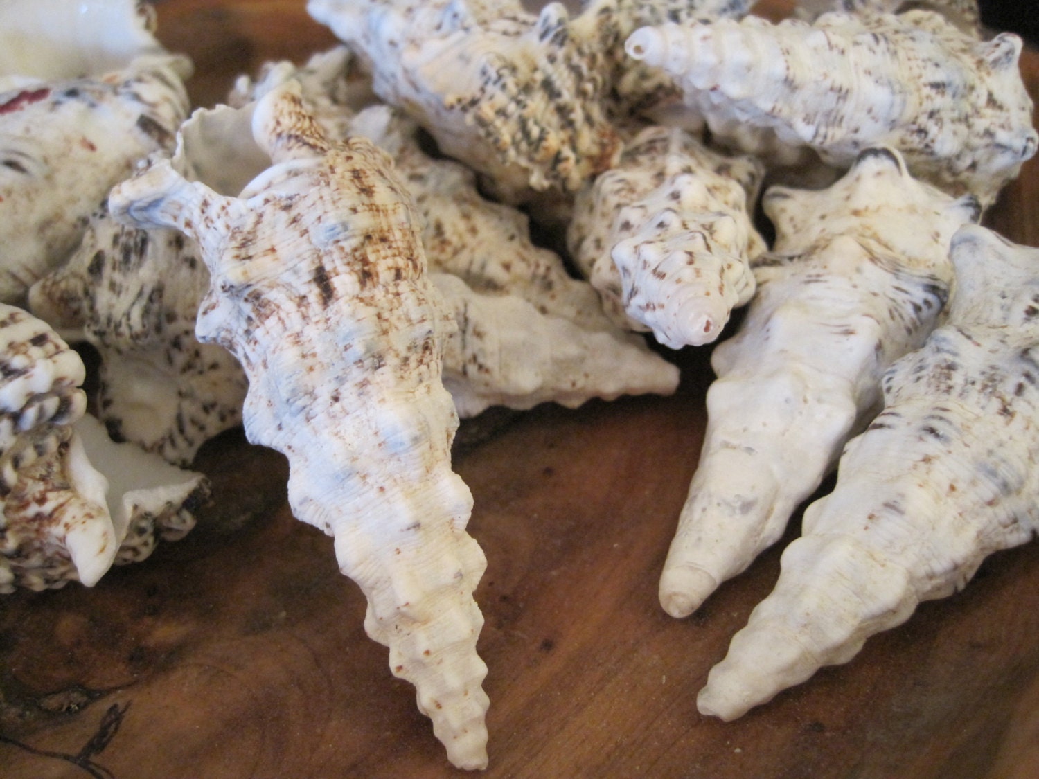 Knobby Cerithium Shells (3) - Seashells - Seashell Supply - Beach ...