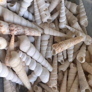 Imperfect White Turritella  Seashells (10 PC)  - White Shells- Seashell Supply-Craft seashells-Coastal Home Decor -Beach Decor -Vase Fillers