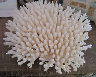 Beach Decor Table Coral - Coral - Seashells- Beach Decor - Coastal Home Decor - Natural Coral - Seashells, Shells