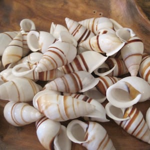May include: A collection of small, white seashells with brown stripes. The shells are arranged in a pile on a wooden surface.
