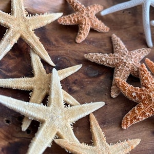 Mini Starfish Collection 12 PC Mini White Starfish Sugar Starfish Tan Starfish Natural Seashells Coastal Seashell Supply image 5