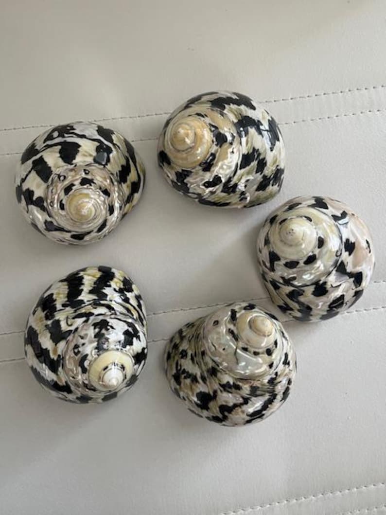 May include: Five black and white seashells with a spiral pattern. The shells are arranged in a circle on a white surface.