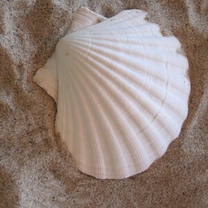 May include: A large, white seashell with a fan-like shape, resting on a bed of sand. The shell has a textured surface with prominent ridges radiating from the center. The sand is a light tan color, creating a natural, beachy aesthetic.
