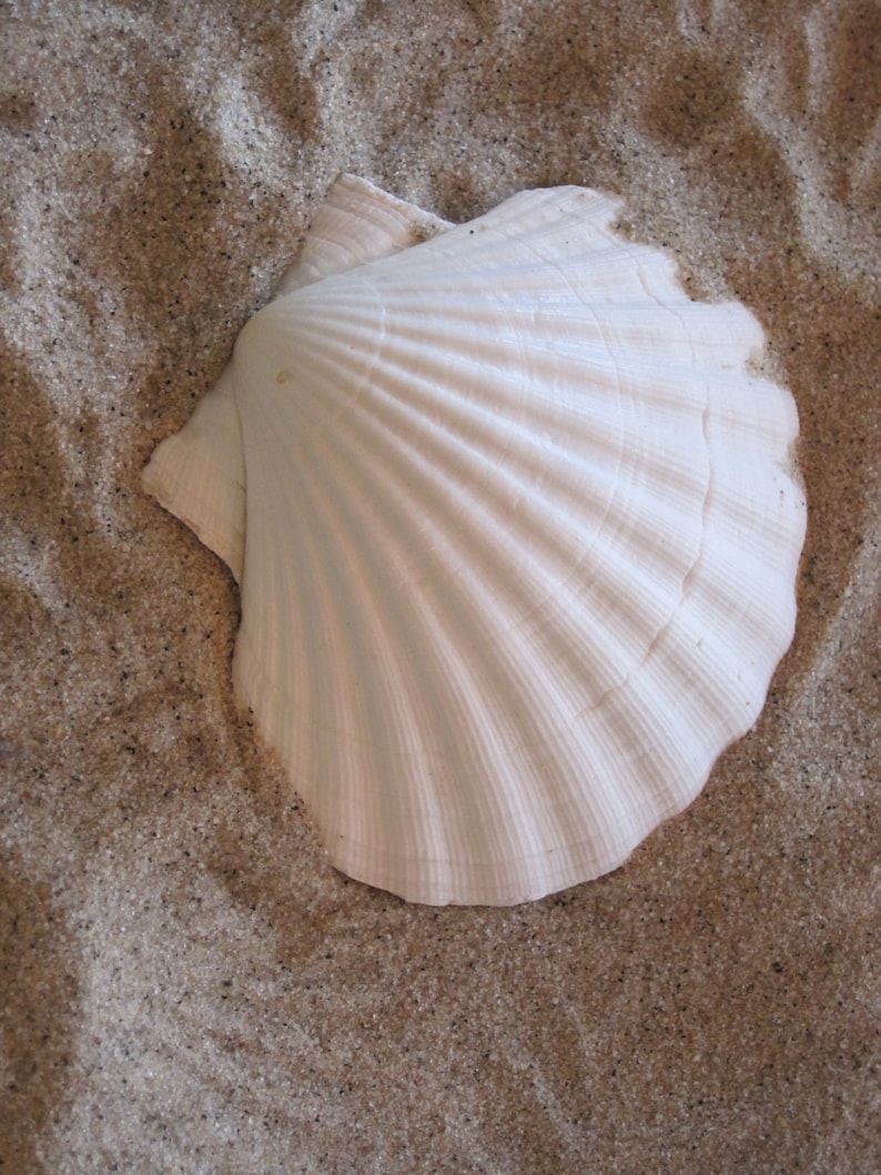 May include: A large, white seashell with a fan-like shape, resting on a bed of sand. The shell has a textured surface with prominent ridges radiating from the center. The sand is a light tan color, creating a natural, beachy aesthetic.