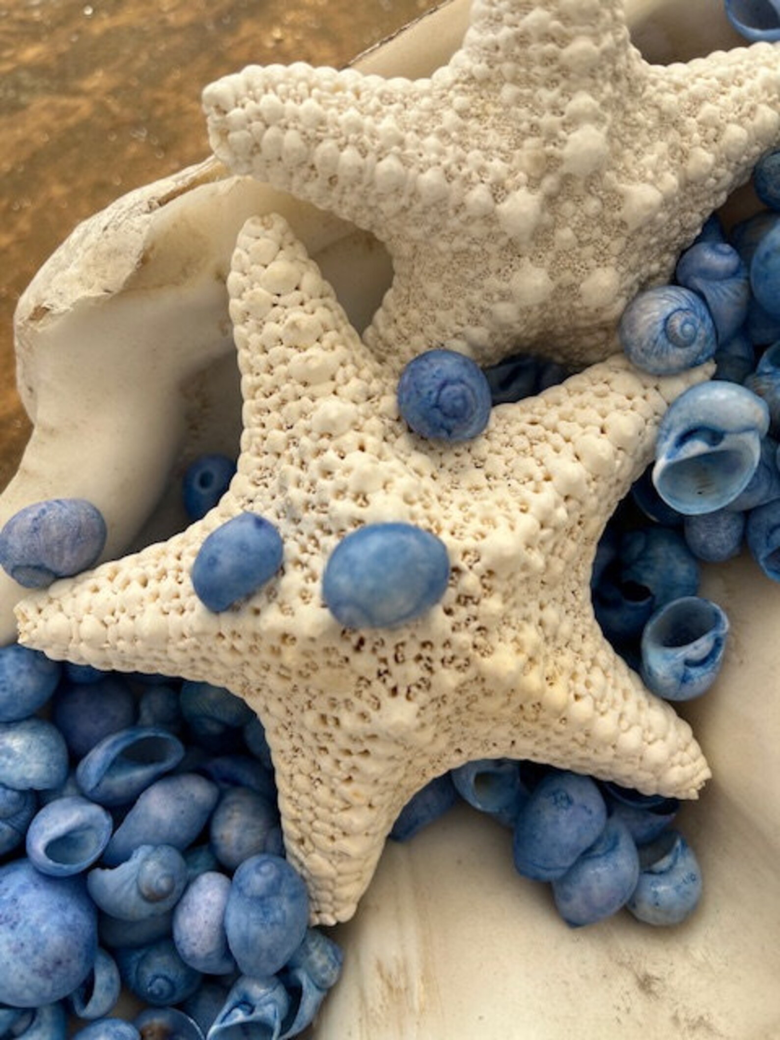 Dark Blue Dyed Bubble Shells (25 Pcs) - Craft Shells - Coastal Home ...