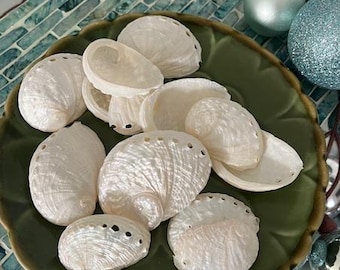 Białe muszle abalone - Małe muszle abalone (5 szt.) - Dostawa muszelek - Ślub na plaży - Muszle do rękodzieła - Wystrój domu w stylu nadmorskim - Białe muszle