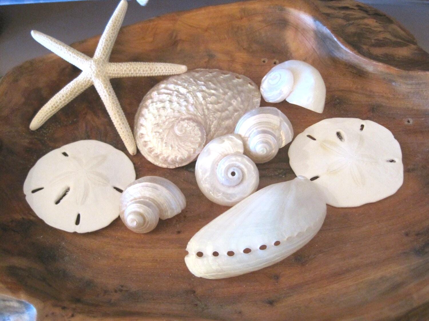 White Shell Wedding Sampler Collection - Natural Seashells Shells Coastal Home Decor Seashell Supply