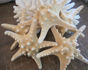 Beach Decor Natural White Knobby Starfish (5"-7") - Starfish - Seashells - Seashell Supply - Coastal Home Decor -Beach Decor -Starfish Decor