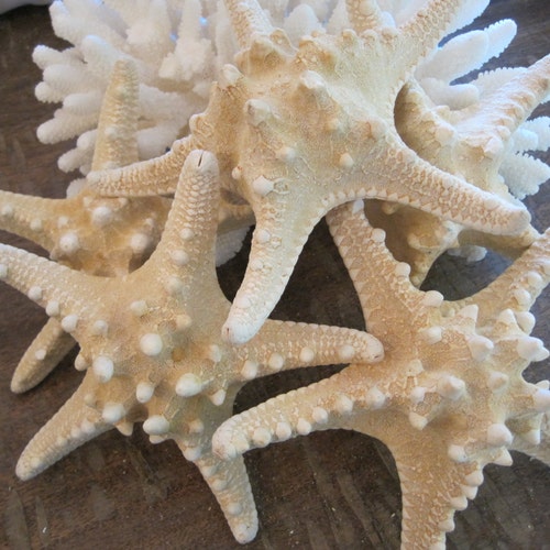 Décoration de plage Étoile de mer noueuse blanche naturelle (5 à 7 pouces) - Étoile de mer - coquillages - approvisionnement en coquillages - décoration d'intérieur côtière - décoration de plage - décoration d'étoile de mer